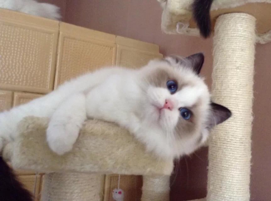 广州哪里有卖猫 广州买猫哪里好  双色布偶价