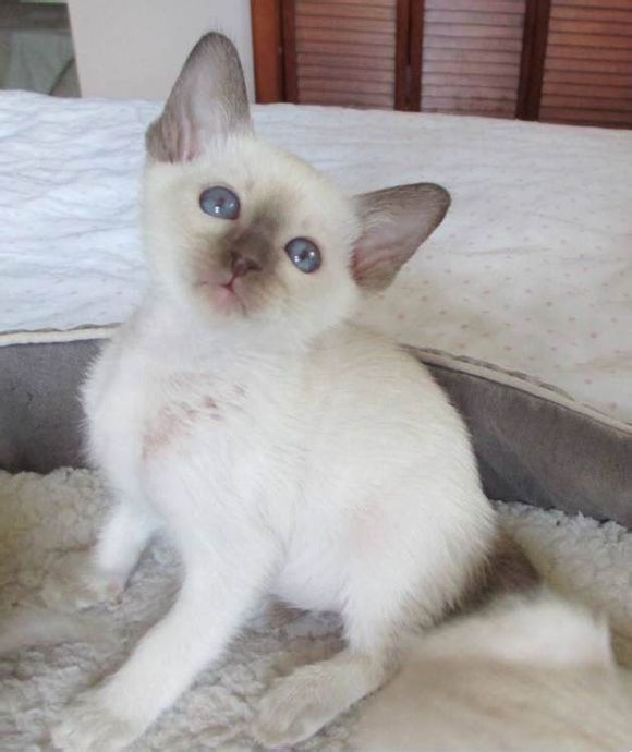 广州哪里有出售暹罗猫 广州暹罗猫一只多少钱