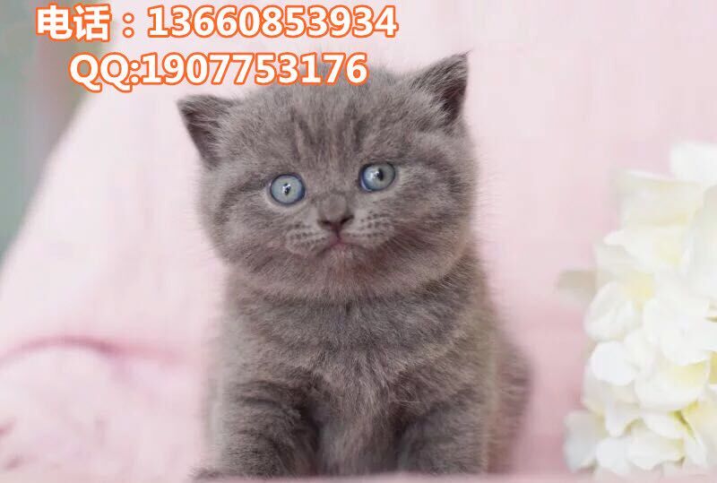广州哪里有出售蓝猫 广州蓝猫一只多少钱