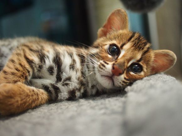 无锡哪里有加菲猫出售 无锡加菲猫多少钱 无锡加菲猫怎么卖