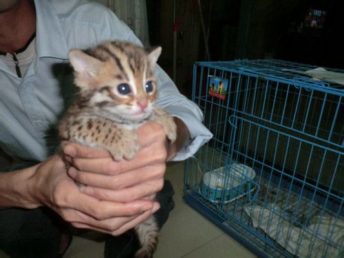 无锡哪里有加菲猫出售 无锡加菲猫多少钱 无锡加菲猫怎么卖