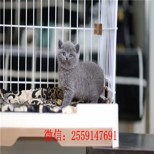 合肥哪里有蓝猫出售 合肥哪里卖的蓝猫便宜 合肥哪里卖健康的蓝猫