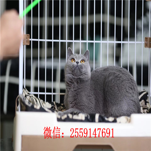 合肥哪里有蓝猫出售 合肥哪里卖的蓝猫便宜 合肥哪里卖健康的蓝猫