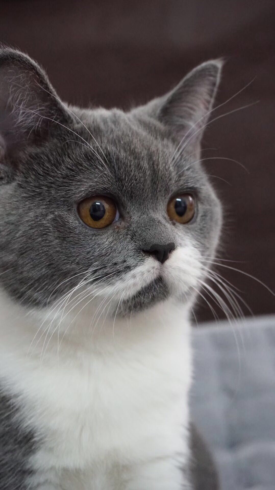 低价急出|英国短毛猫