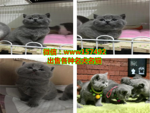 北京哪里有猫卖 北京蓝猫价格 北京加菲猫多少钱