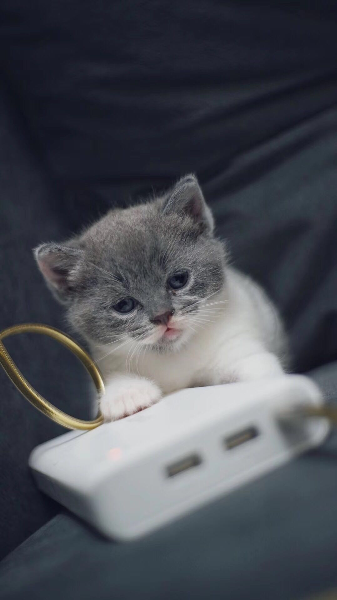 低价急出|英国短毛猫