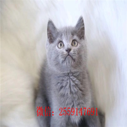 合肥哪里有蓝猫出售 合肥哪里卖的蓝猫便宜 合肥哪里卖健康的蓝猫