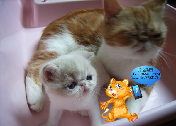 广州哪里有出售加菲猫 广州加菲猫一只多少钱