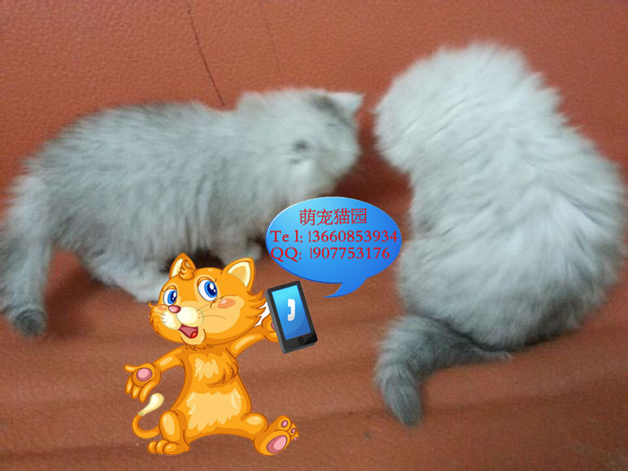 广州哪里有出售金吉拉 广州金吉拉一只多少钱