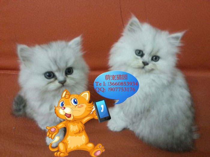 广州哪里有出售金吉拉 广州金吉拉一只多少钱