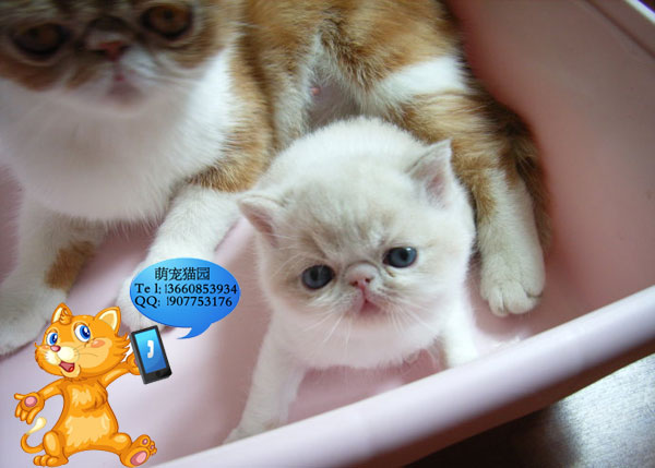广州哪里有出售加菲猫 广州加菲猫一只多少钱