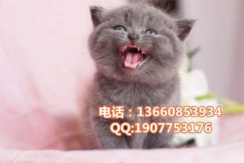 广州哪里有出售蓝猫 广州蓝猫一只多少钱
