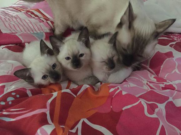 广州哪里有出售暹罗猫 广州暹罗猫一只多少钱