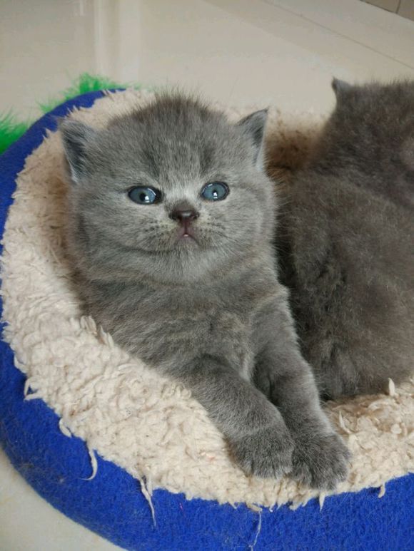 广州哪里有出售蓝猫 广州蓝猫一只多少钱