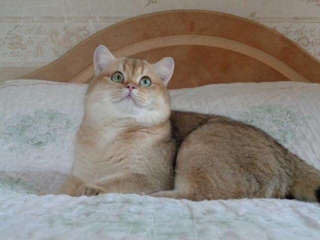 俄罗斯纯种缅因猫