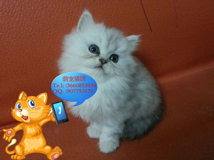 广州哪里有出售金吉拉 广州金吉拉一只多少钱