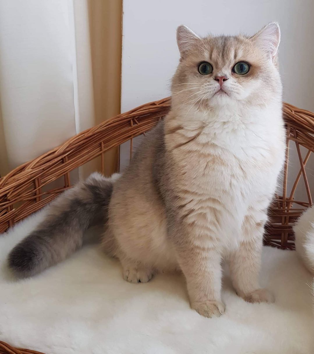 俄罗斯纯种缅因猫