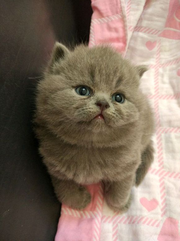 广州哪里有出售蓝猫 广州蓝猫一只多少钱