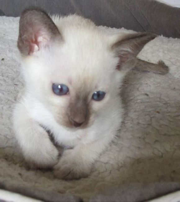 广州哪里有出售暹罗猫 广州暹罗猫一只多少钱