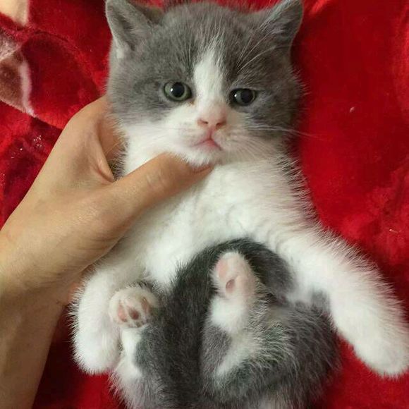 广州哪里有出售蓝白 广州蓝白一只多少钱