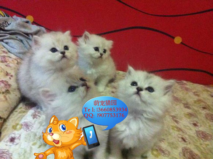 广州哪里有出售金吉拉 广州金吉拉一只多少钱