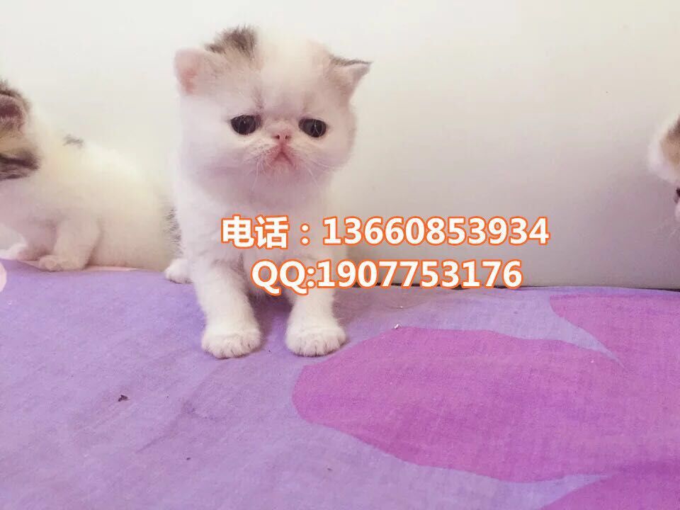 深圳哪里有出售加菲猫 深圳加菲猫一只多少钱