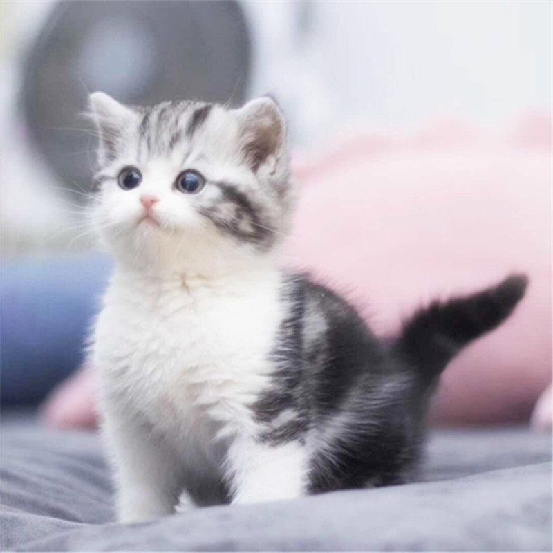 广州哪里有猫舍 广州哪里有卖美短毛猫 美短毛猫多少钱