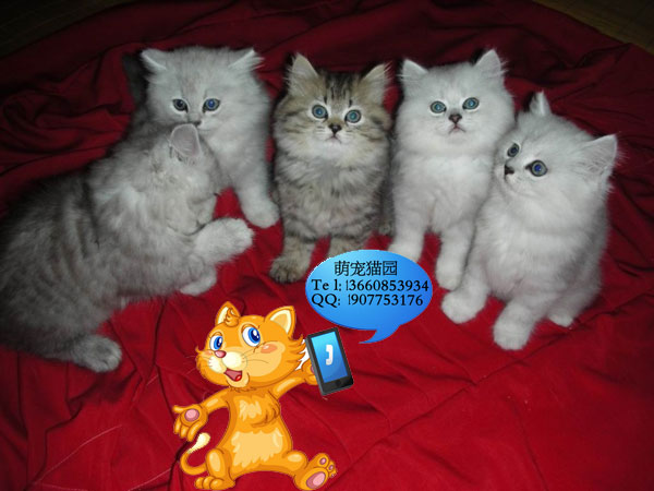 深圳哪里有出售金吉拉 深圳金吉拉一只多少钱