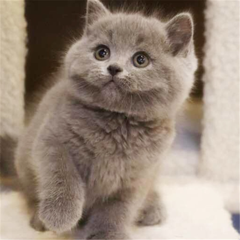 广州去哪买猫好 广州哪里有卖短毛猫 英短毛猫