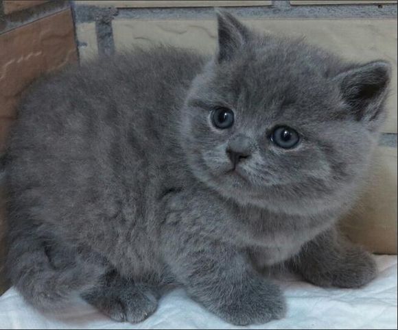 广州去哪买猫好 广州哪里有卖短毛猫 英短毛猫价格多少