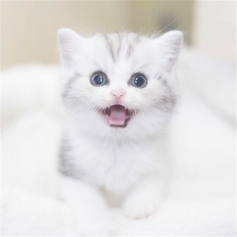 广州哪里有猫舍 广州哪里有卖美短毛猫 美短毛猫多少钱