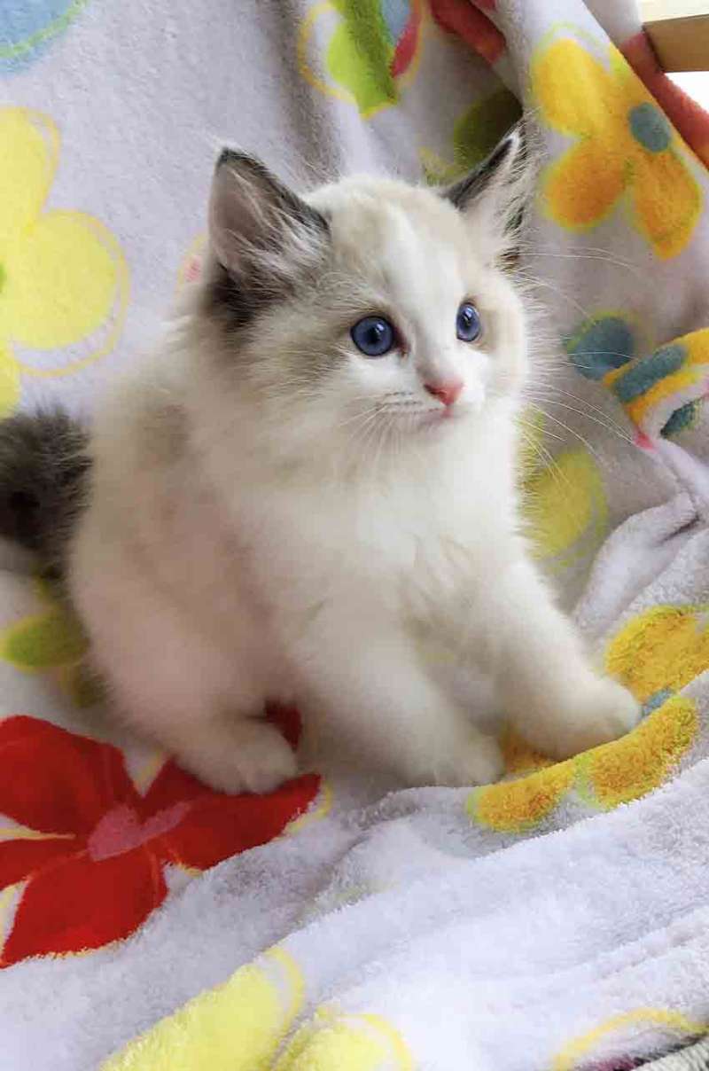 纯血统布偶猫出售