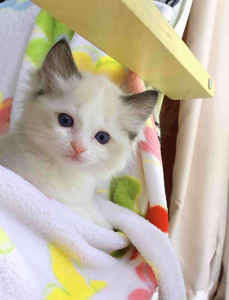 纯血统布偶猫出售