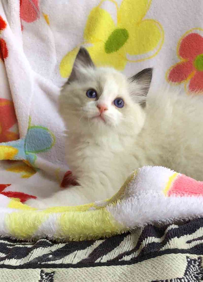 自家繁育纯种布偶猫