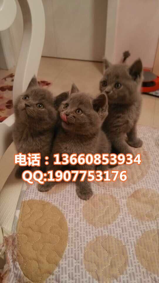 深圳哪里有出售蓝猫 深圳蓝猫一只多少钱