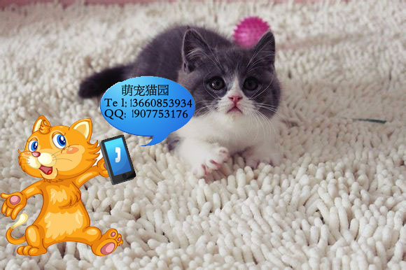 广州哪里有出售蓝猫 广州蓝猫一只多少钱