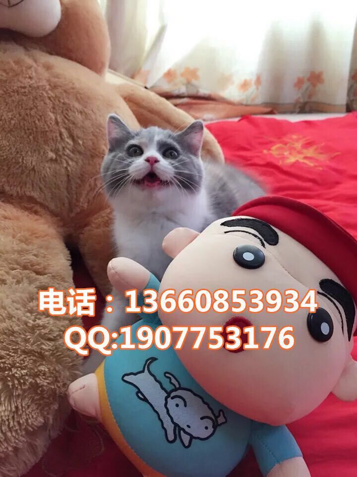 广州哪里有出售蓝猫 广州蓝猫一只多少钱