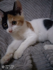 自家养的挪威森林猫200元一只