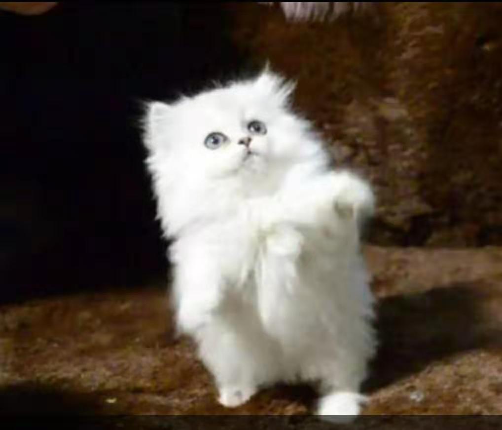 自家养的挪威森林猫200元一只