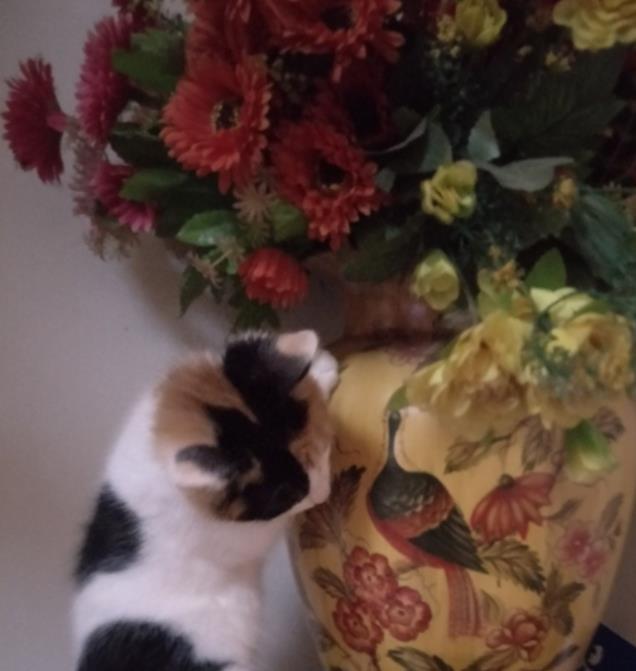 自家养的挪威森林猫200一只