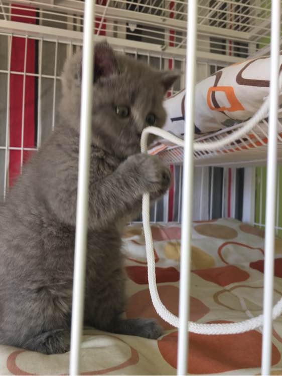 深圳哪里有出售蓝猫 深圳蓝猫一只多少钱