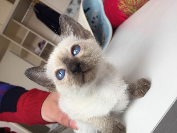 广州哪里有出售暹罗猫 广州暹罗猫一只多少钱