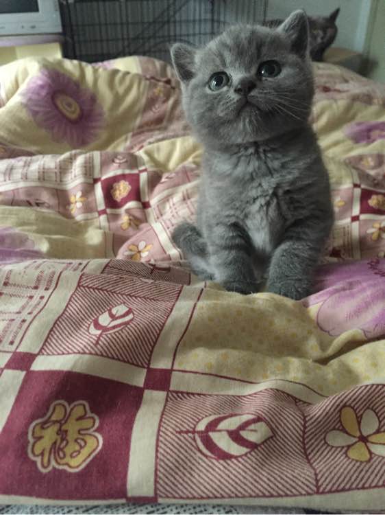 深圳哪里有出售蓝猫 深圳蓝猫一只多少钱