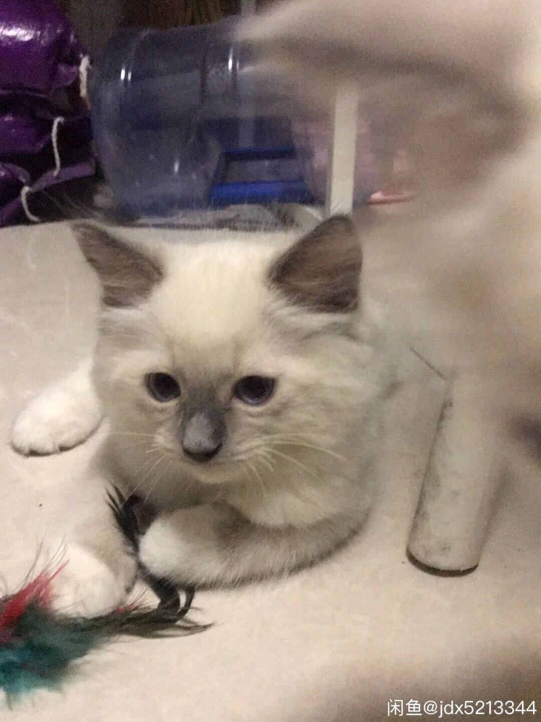 自家布偶出售 胖虎无藓