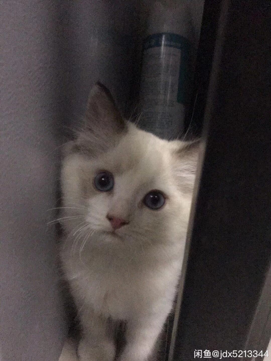 自家布偶出售 胖虎无藓