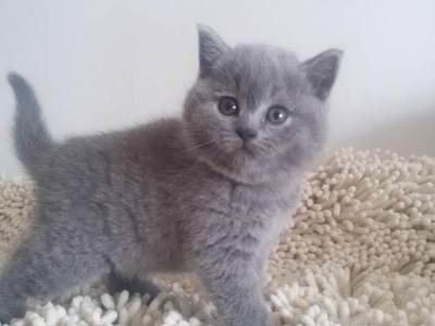 个人出售2个月蓝猫公母
