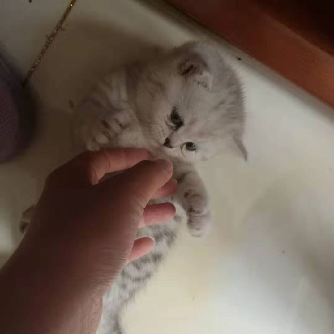 纯种英短找主人