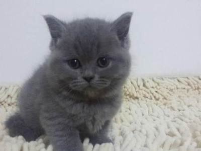 个人出售2个月蓝猫公母