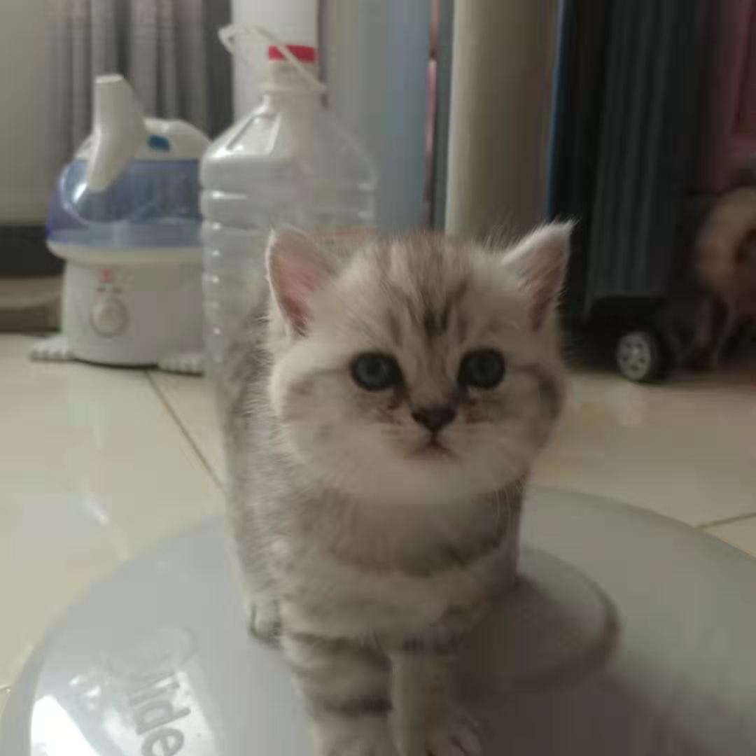 纯种英短找主人