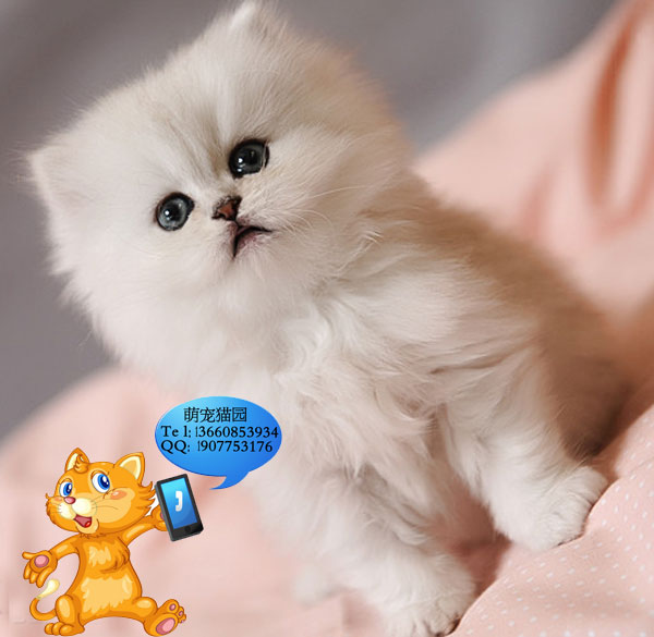 广州哪里有出售金吉拉 广州金吉拉一只多少钱